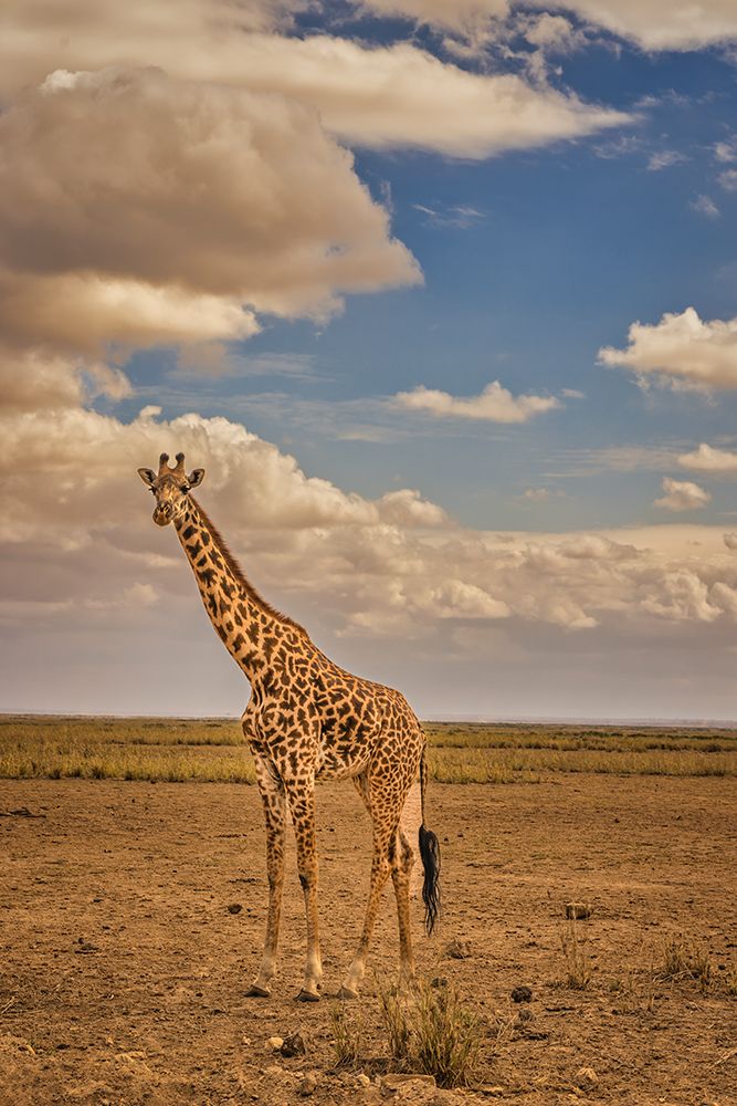 Giraffe-Amboseli National Park-Amboseli Nation Park-Africa